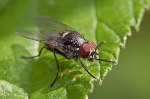 Réf. 151 702 : Hydrophoria ruralis