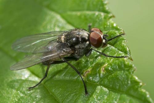 Hydrophoria ruralis