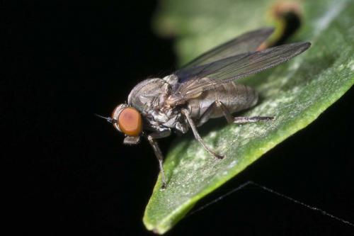 Réf. 151 366 : Platypeza consobrina
