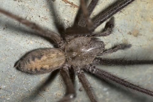 Tegenaria parietina