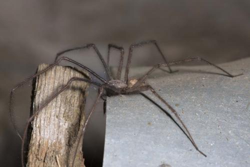 Tegenaria parietina