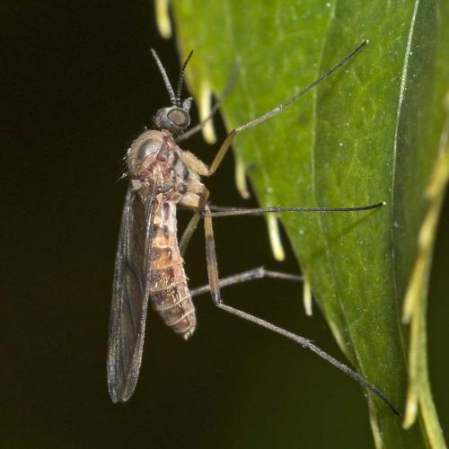 Sylvicola sp.