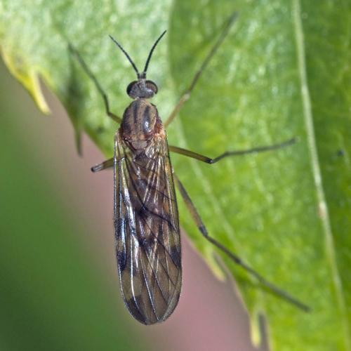 Sylvicola sp.