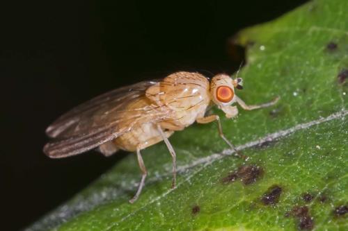 Réf. 151 468 : Aulogastromyia anisodactyla
