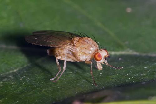 Réf. 151 469 : Aulogastromyia anisodactyla