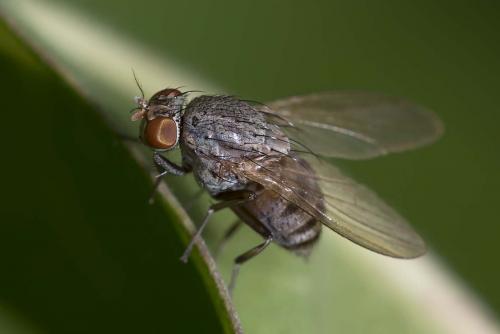Réf. 151 761 : Minettia sp.