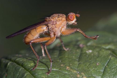 Scathophaga sp.