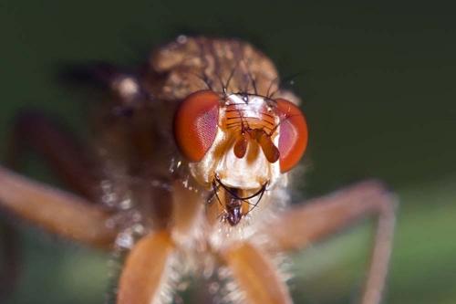 Scathophaga sp.