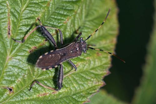 Réf. 151 753 : Camptopus lateralis