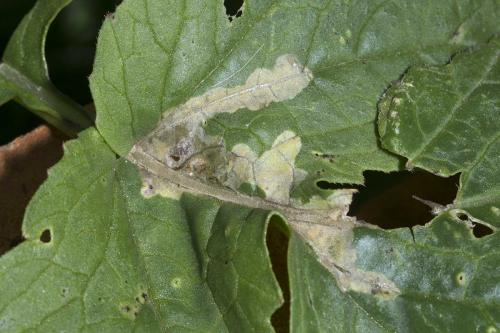 Scaptomyza flava