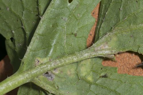 Scaptomyza flava