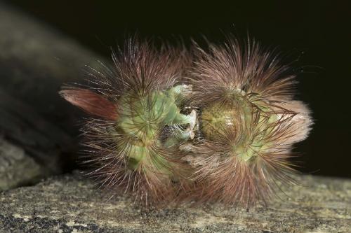 Calliteara pudibunda