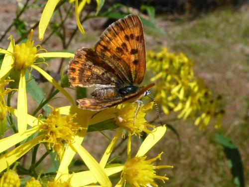Lycaena virgaureae