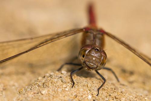 Sympetrum striolatum