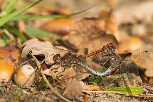 Sympetrum striolatum