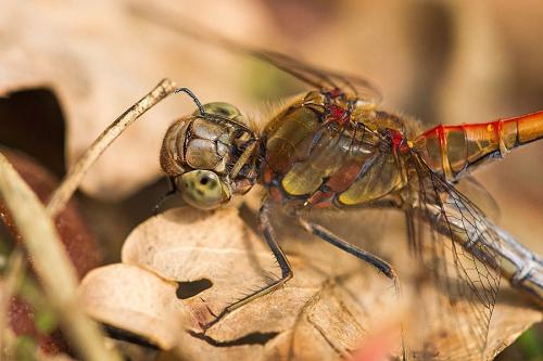 Sympetrum striolatum