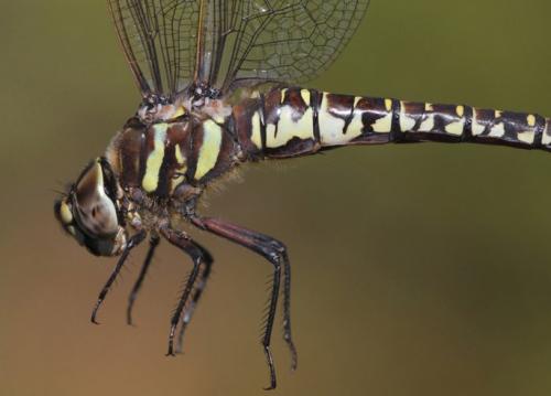 Aeshna subarctica