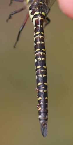 Aeshna subarctica