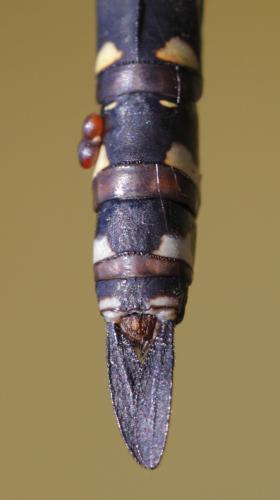 Aeshna subarctica