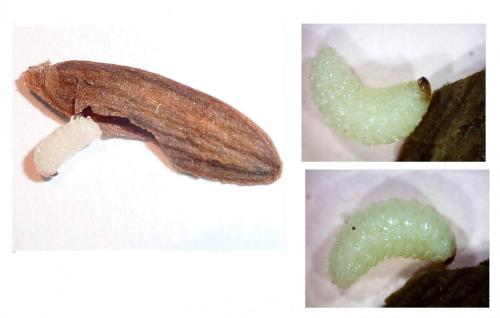 Réf. 151 934 : Lignyodes enucleator