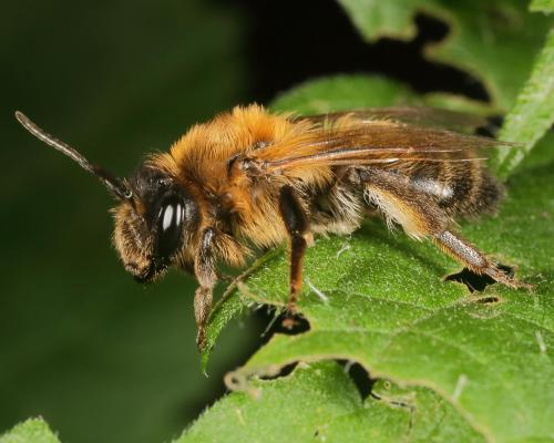 Andrena sp.