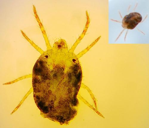 Eurytetranychus buxi