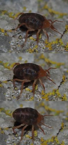 Odontoscirinae