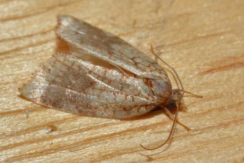 Acleris rhombana