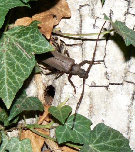 Aegosoma scabricorne