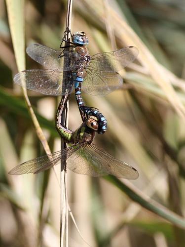 Aeshna mixta