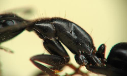 Réf. 151 220 : Camponotus aethiops