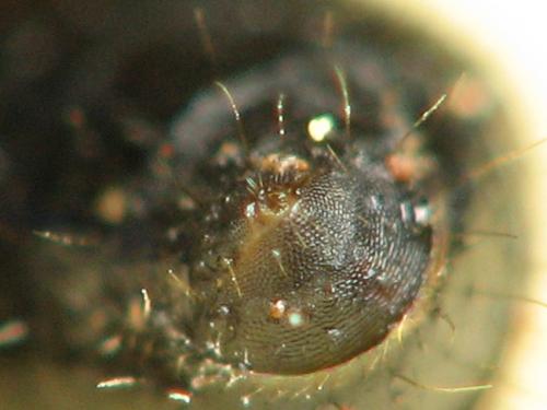Réf. 151 221 : Camponotus aethiops