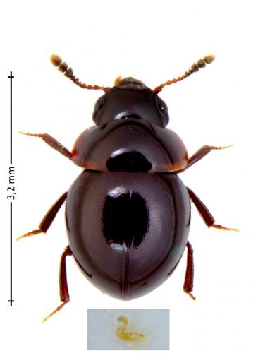 Réf. 151 533 : Agathidium sp.