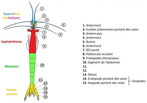 Indéterminé