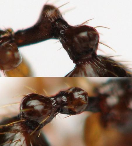 Aphaenogaster sp.