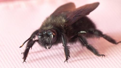 Xylocopa sp.
