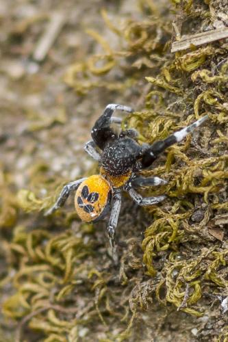 Réf. 151 260 : Eresus walckenaeri