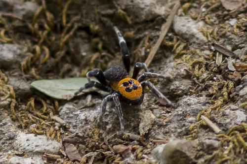 Eresus walckenaeri