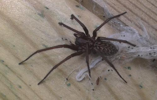 Eratigena atrica