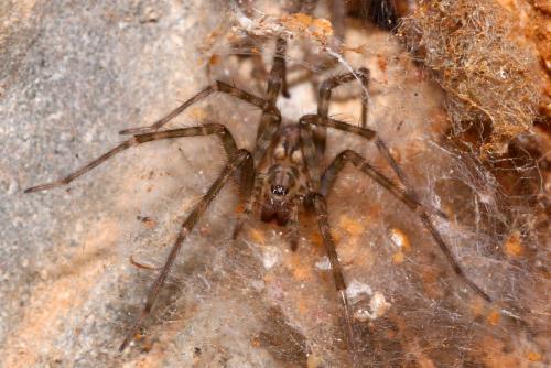 Tegenaria sp.