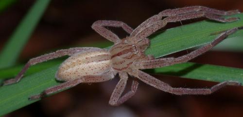 Micrommata sp.