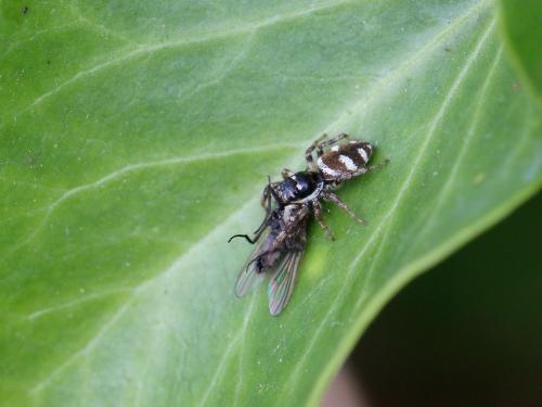 Réf. 151 327 : Salticus scenicus