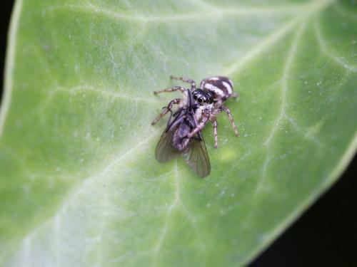 Réf. 151 328 : Salticus scenicus