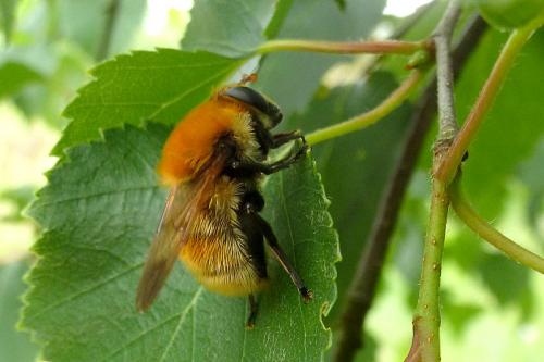 Réf. 151 659 : Criorhina berberina