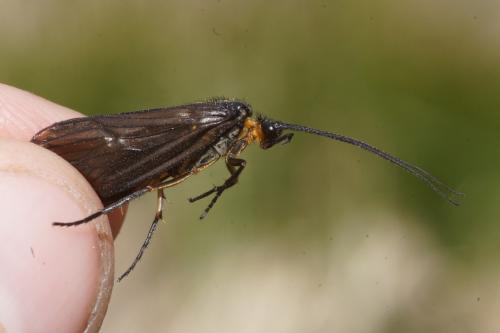 Oligotricha striata