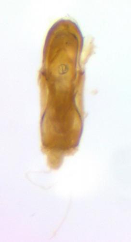 Atomaria sp.