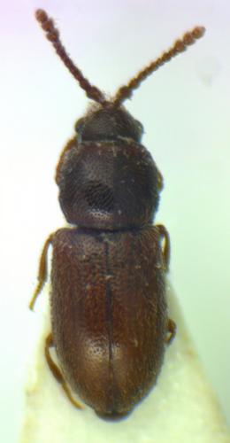 Atomaria sp.