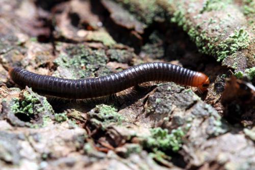 Cylindroiulus broti