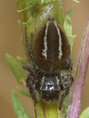Philaeus chrysops