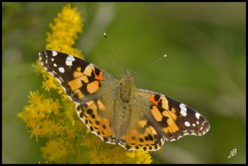 Vanessa cardui